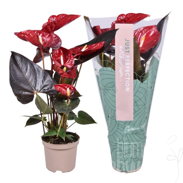 Anthurium (Andreanum Grp) Delicata