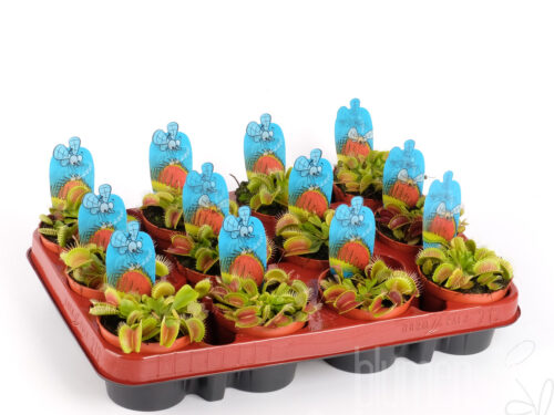 Dionaea muscipula