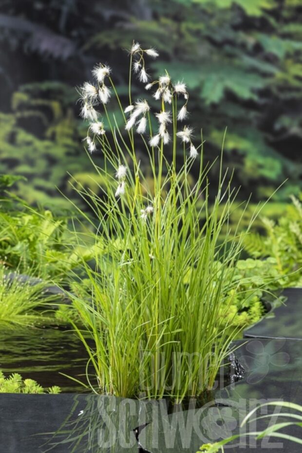 Eriophorum angustifolium