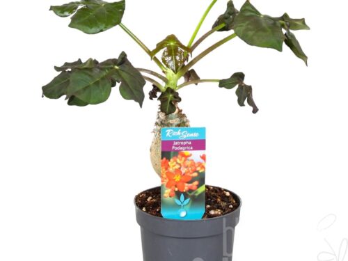 Jatropha podagrica