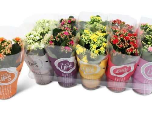 Kalanchoe blossfeldiana gefüllt