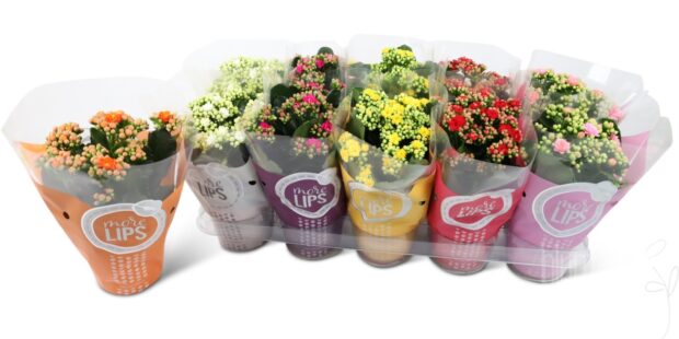 Kalanchoe blossfeldiana gefüllt