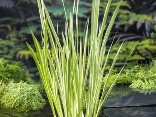 Acorus calamus -Variegatus-