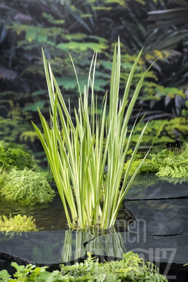 Acorus calamus -Variegatus-