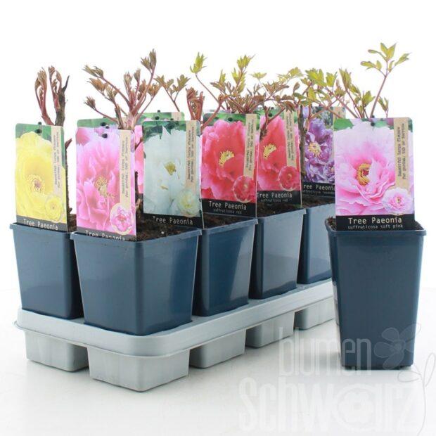 Paeonia suffruticosa Mixed