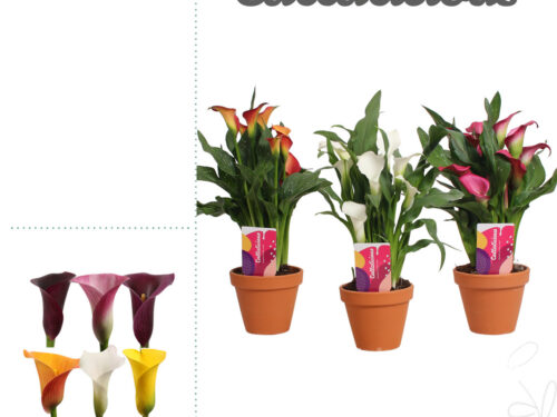 Zantedeschia gemischt