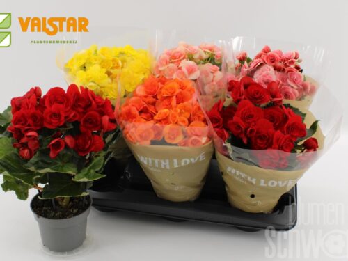 Begonia (Elatior Grp) gefüllt blühend gemischt