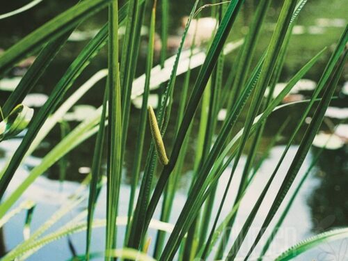 Acorus calamus