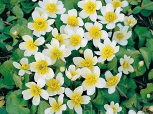 Caltha palustris var. alba
