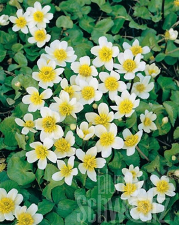 Caltha palustris var. alba