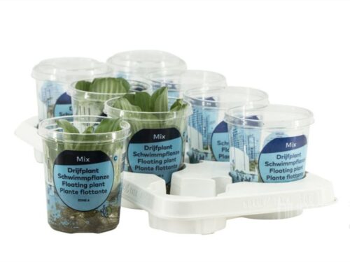 Pistia stratiotes