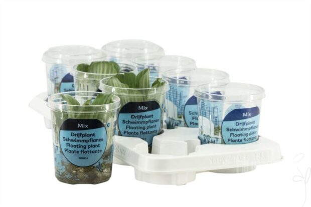 Pistia stratiotes