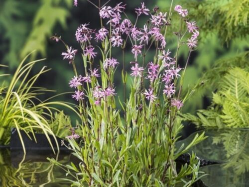 Lychnis flos-cuculi