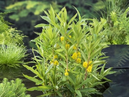 Lysimachia thyrsiflora