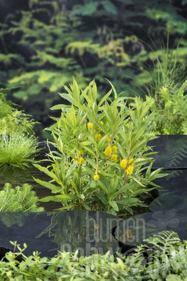 Lysimachia thyrsiflora