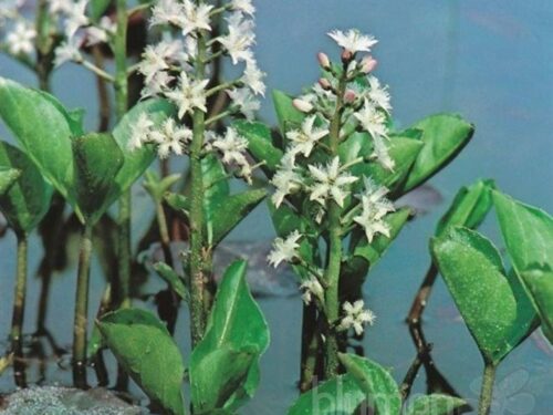 Menyanthes trifoliata