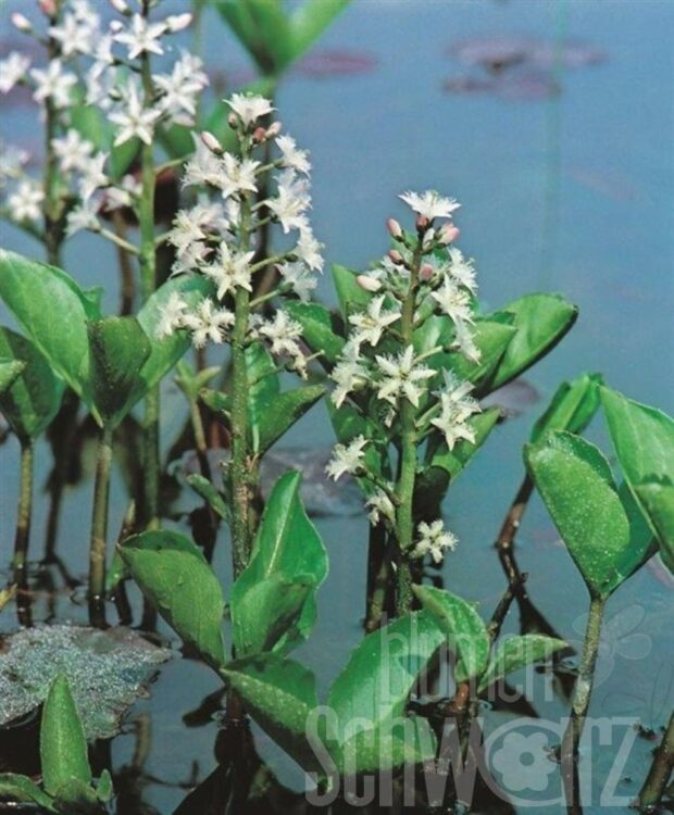 Menyanthes trifoliata