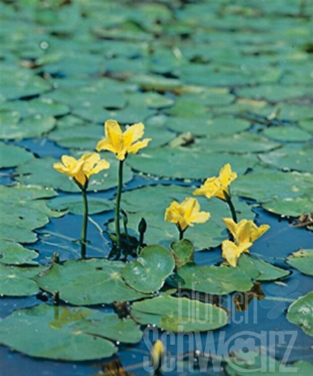 Nymphoides peltata