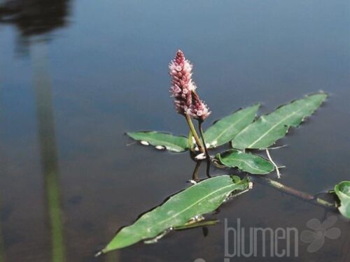 Persicaria amphibia
