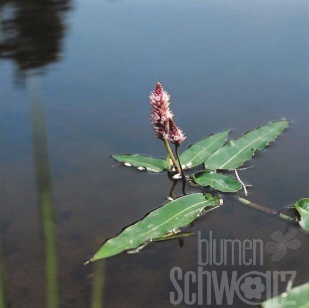 Persicaria amphibia