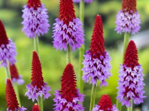Primula vialii