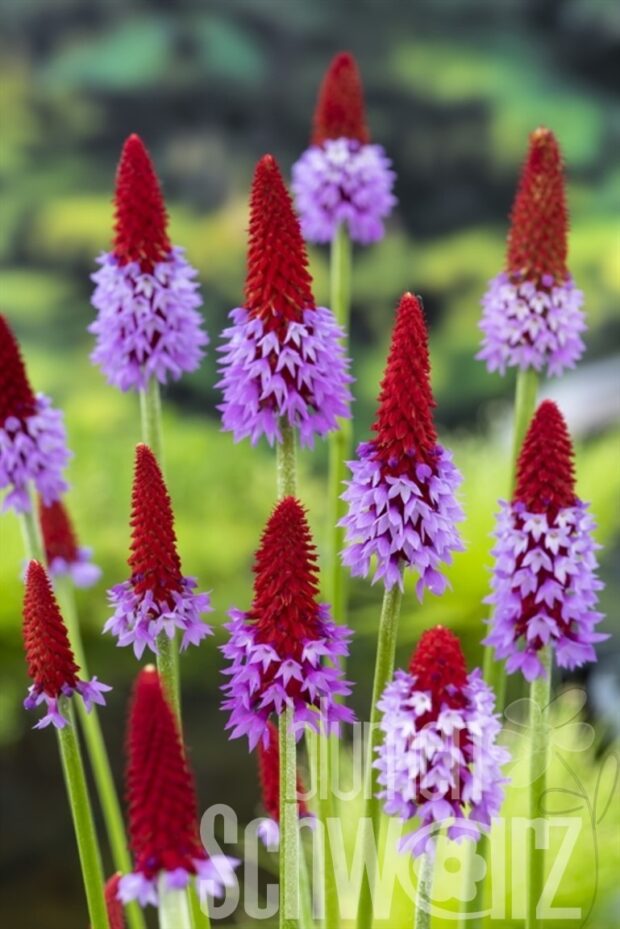 Primula vialii