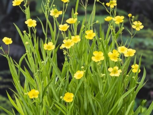 Ranunculus lingua
