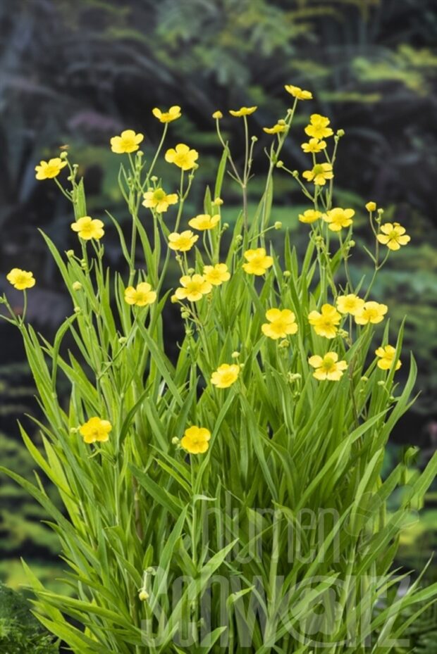 Ranunculus lingua