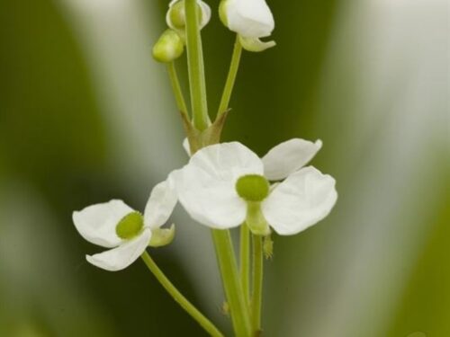 Sagittaria graminea