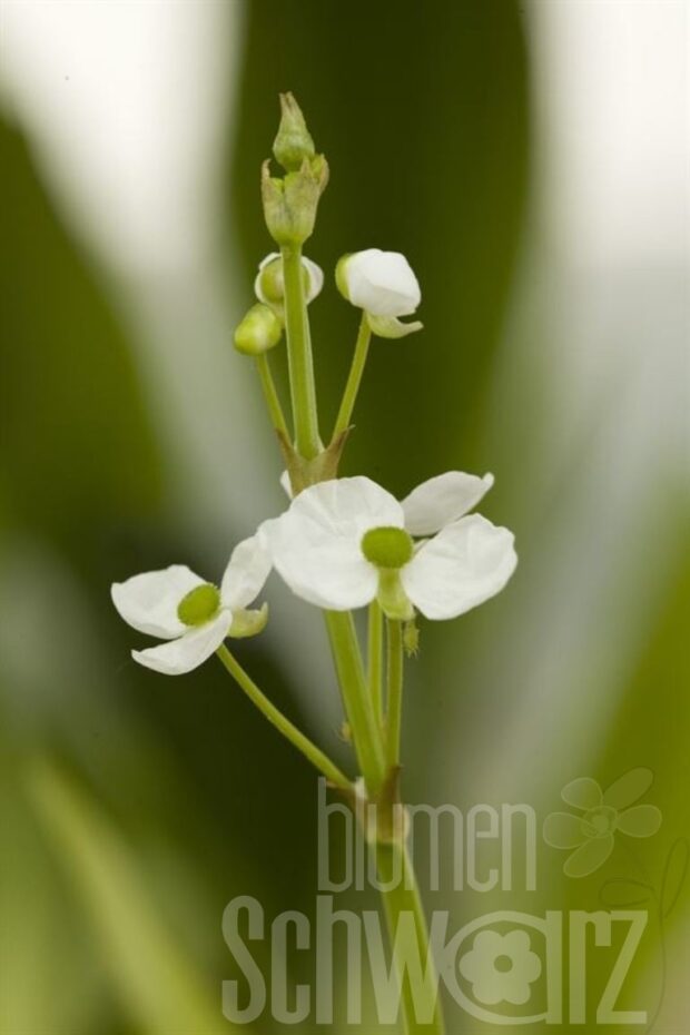 Sagittaria graminea