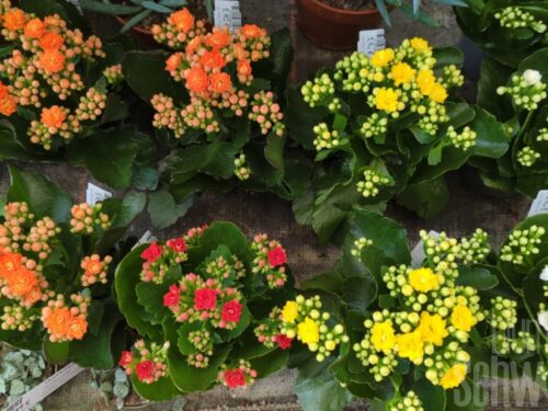 Kalanchoe blossfeldiana gefüllt gemischt 5 Farben