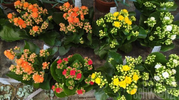 Kalanchoe blossfeldiana gefüllt gemischt 5 Farben