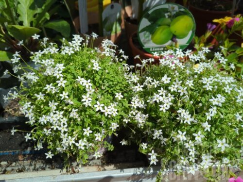 Isotoma ax., austr. Glockenblume