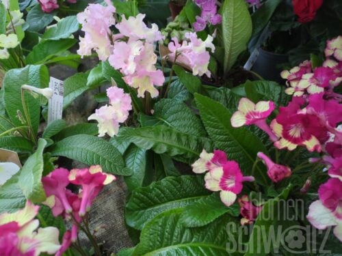 Streptocarpus-Hybride, Drehfrucht, Sondersorte
