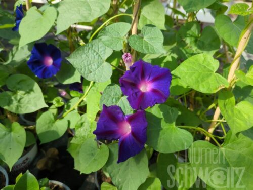 Ipomoea purpurea, Trichterwinde