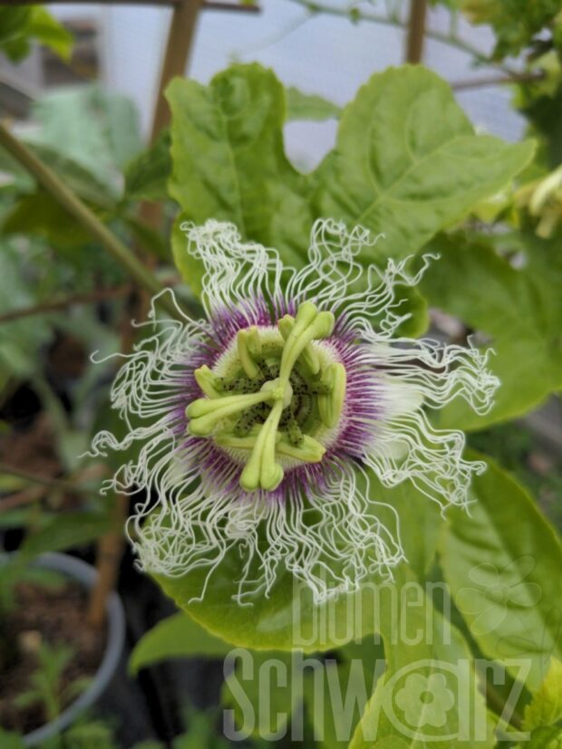 Passiflora Suntropics T17 - Maracuja