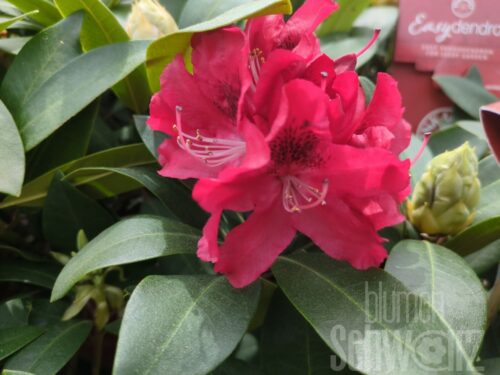 Rhododendron Hybr. in Sorten Easydendron®