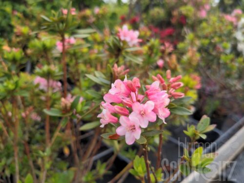 Rhododendron micranthum Bloombux ® Pink
