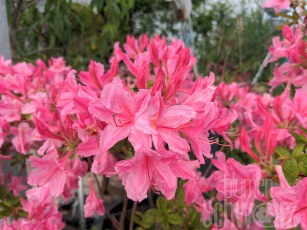 Rhododendron lut.Rosata