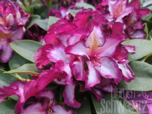 Rhododendron HAPPYdendron ® Pushy Purple