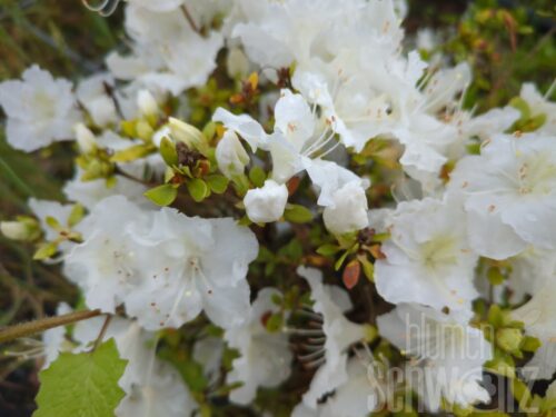 Rhododendron obt.Maischnee KUGELbunt®