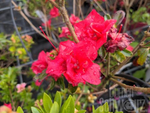 Rhododendron Encore ® Autumn Fire