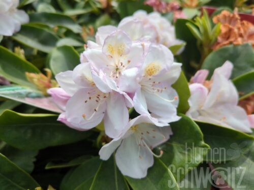 Rhododendron Easydendron ®