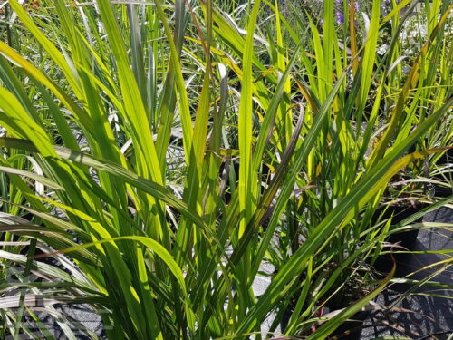 Miscanthus Brazil