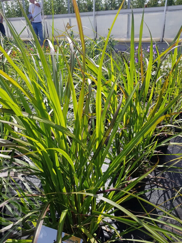 Miscanthus Brazil