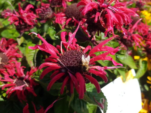 Monarda Melua rose, Indianernessel