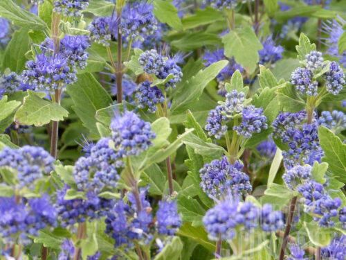 Caryopteris Blue Gem