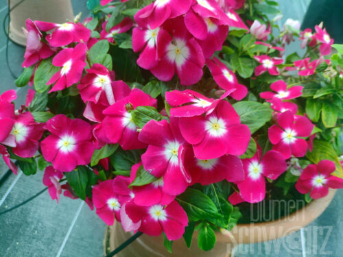 Catharanthus Pink Halo