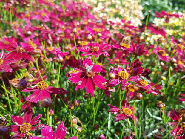 Coreopsis, Limerock Ruby