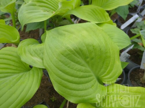Hosta Sum a. Substance, Funkie